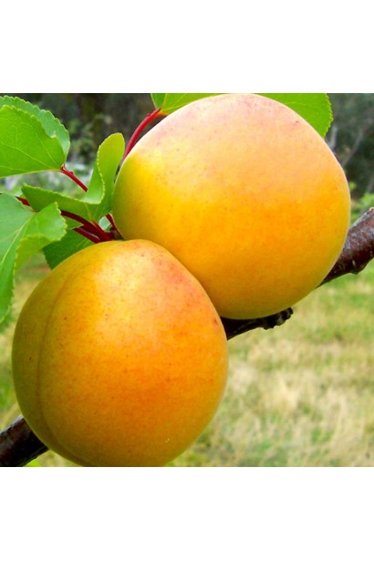 Абрикос Голд Річ ранній | Абрикос Голд Рич ранний | Prunus armeniaca Gold Rich